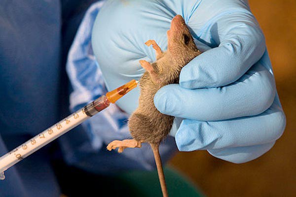 Nigeria To Inaugurate Health Insurance For Lassa fever Patients