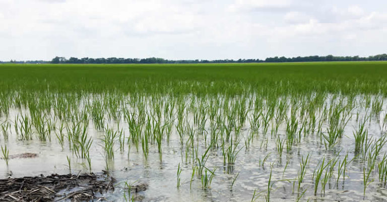 flooded Rice farm