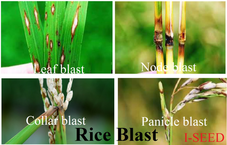 Rice blast