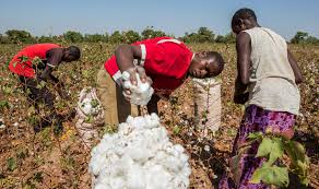 Cotton Farmers