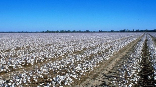 Cotton farm 1