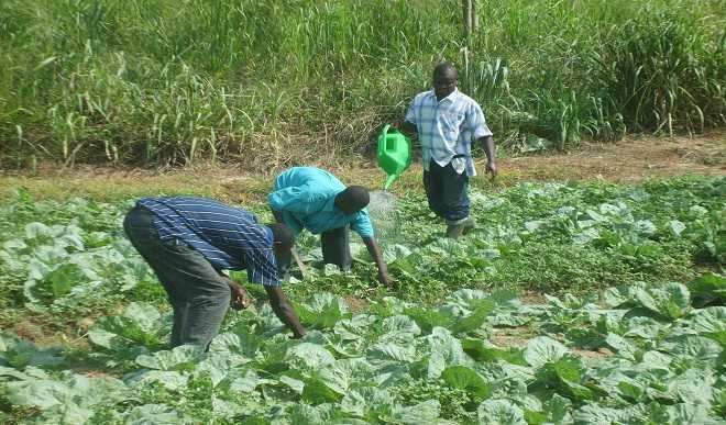 Agric Extension Workers