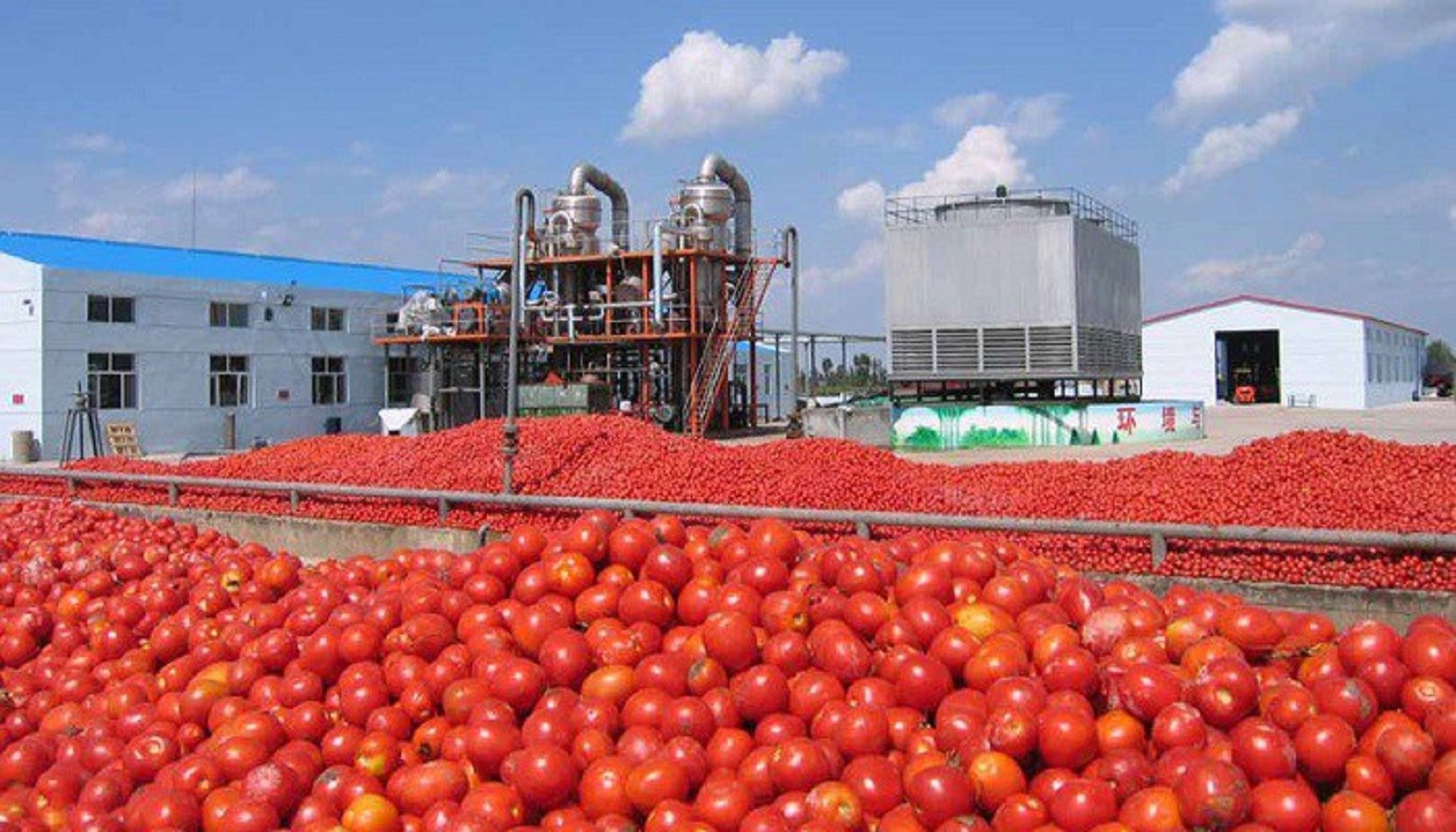 Tomato processing