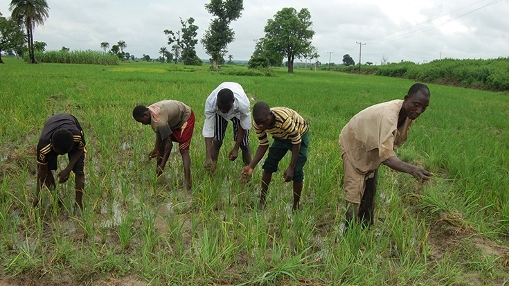 ng fadama takes nigerian farmers to higher level 735x490 1