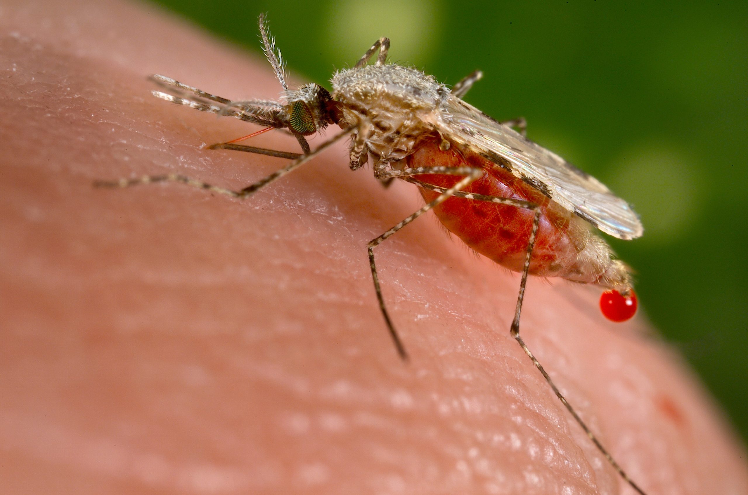 Anopheles Malaria scaled