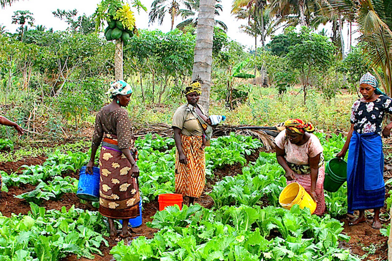 Women farmers in Nigeria