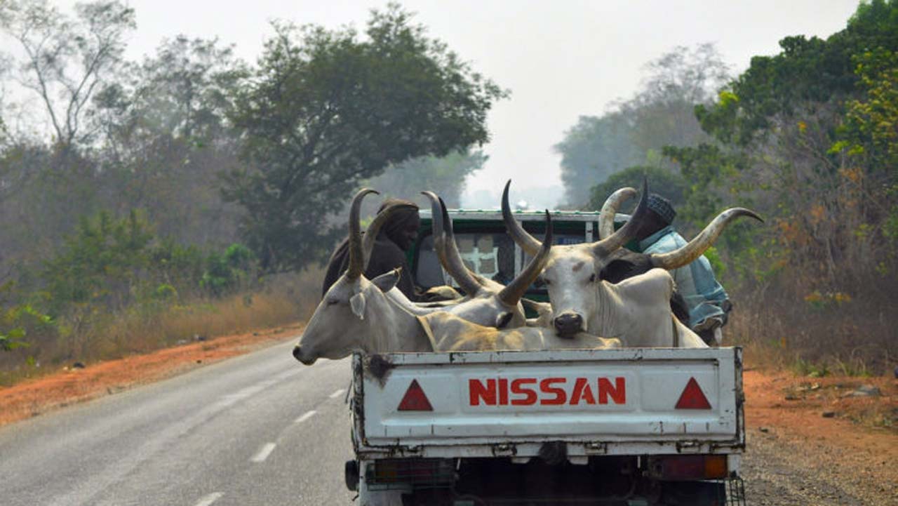 truck conveying cows