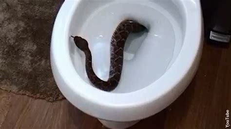 Toilet with snake