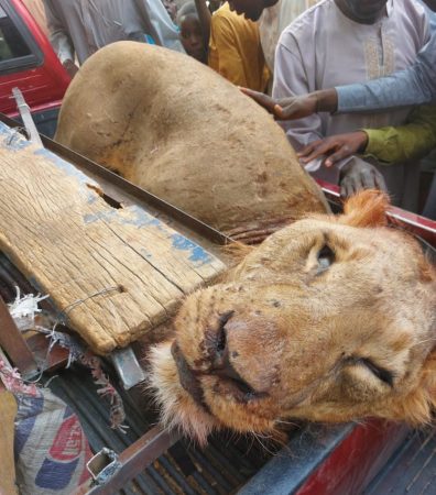 The Lion killed in Malari village of Konduga LG