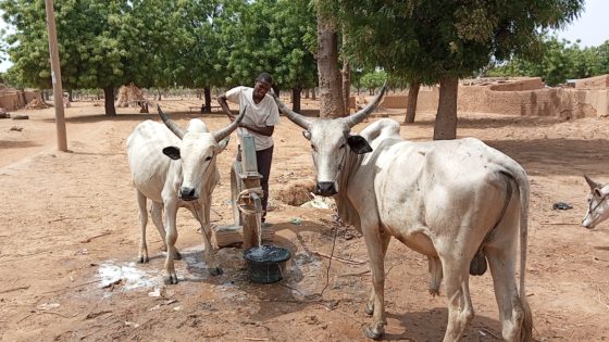 Tap in Gantsa community where animals and residents drinks from