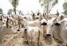 Kano, Livestock,