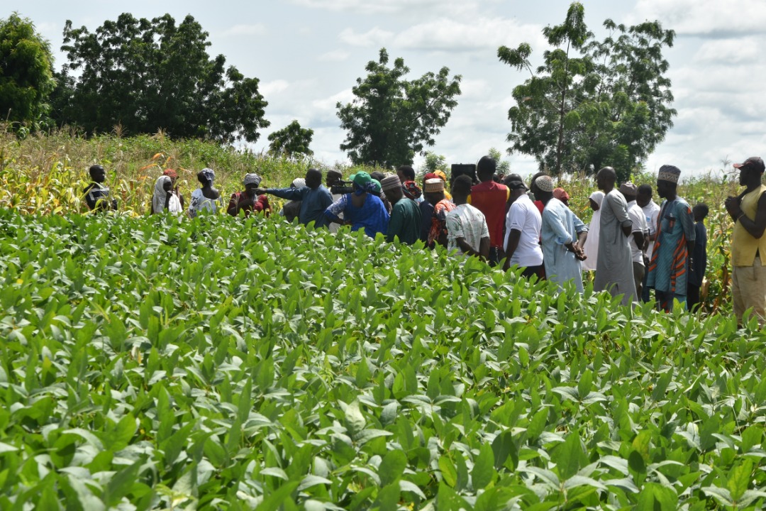 Sasakawa Africa, SAA, Gombe, Farmers, Extension workers