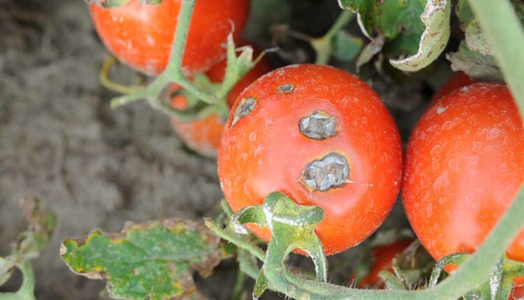 Tomato disease , farms, Kaduna, Kano, Katsina, Gombe,Tuta Absoluta , “tomato Ebola”