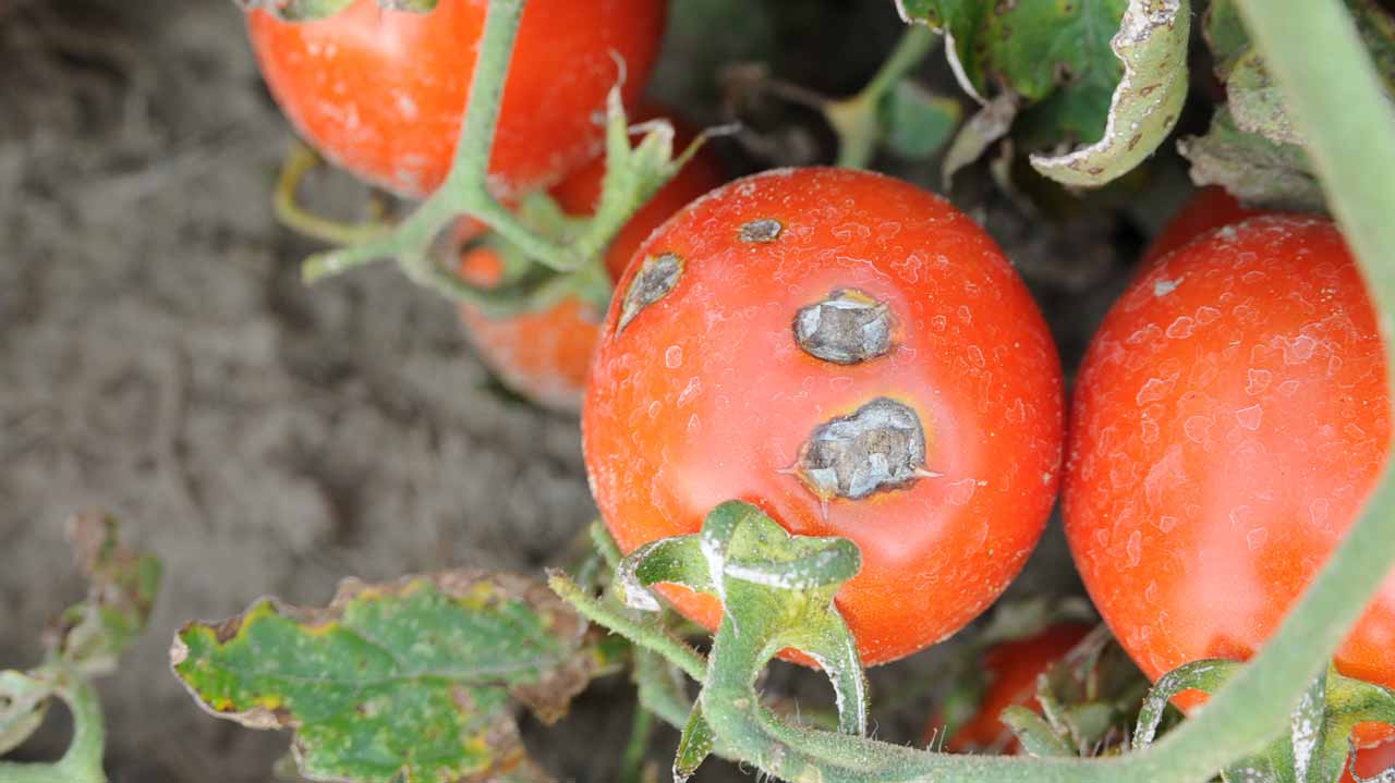 Tomato disease , farms, Kaduna, Kano, Katsina, Gombe,Tuta Absoluta , “tomato Ebola”