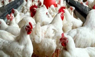 Poultry, association ,fuel subsidy, cash crunch, egg,