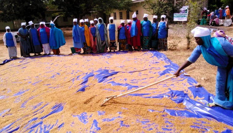 KSADP, women, rice , parboiling techniques, Kano, Fegi community, Kura LGA