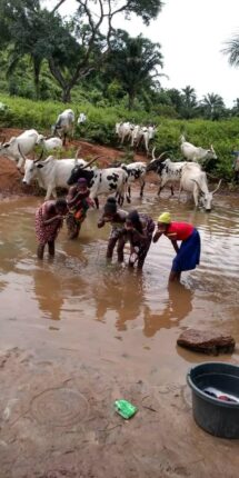 Residents sharing same pond with cattle new