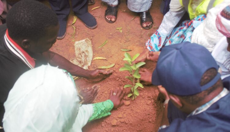 Environmental Challenges, ACReSAL, plant, trees , Kano