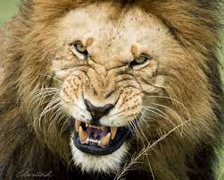 Lion, kill, zookeeper, feeding , varsity, Nigeria