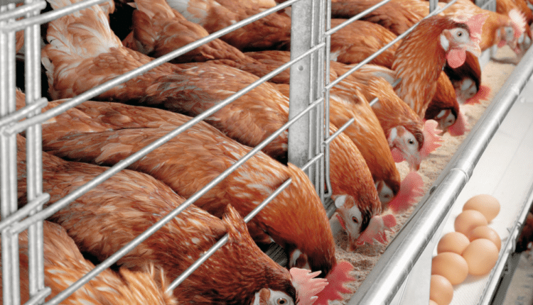 Poultry, farmers ,lamentation, investments , economy,