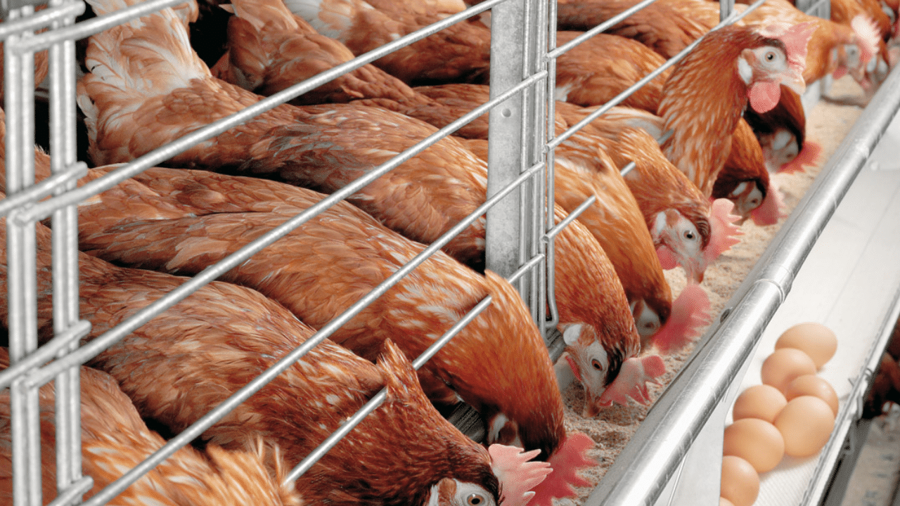 Poultry, farmers ,lamentation, investments , economy,