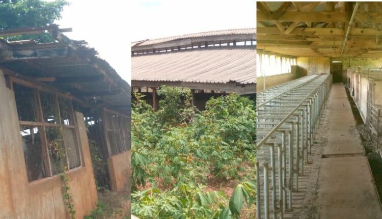 Federal Livestock project in Enugu State