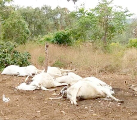 Poisoned Cows, death ,Kwara Veterinary Services, Abdullateef Olugbon,